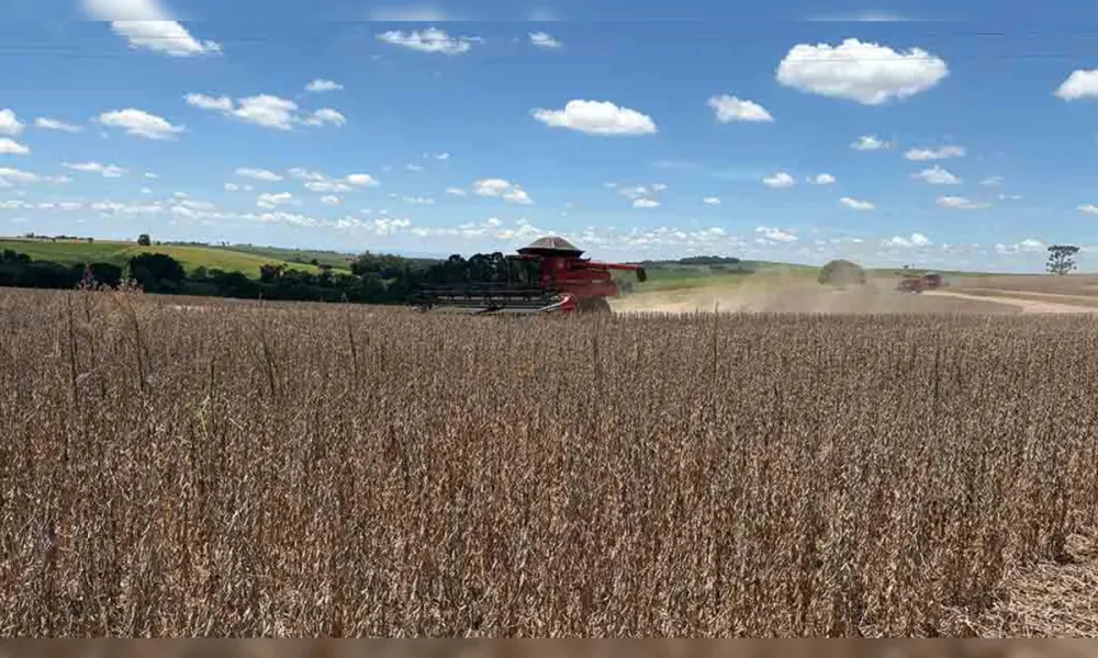 Colheita da soja avança lentamente na região de Ivaiporã e produtividade é revisada para baixo