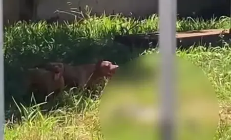 Idoso de 79 anos é atacado por pitbulls durante serviço e fica em estado grave em Maringá