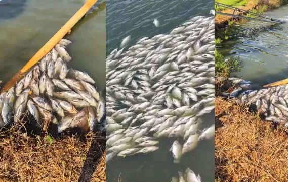 Falha em sistema de aeração causa morte de 30 toneladas de tilápias e prejuízo de R$ 250 mil em Toledo