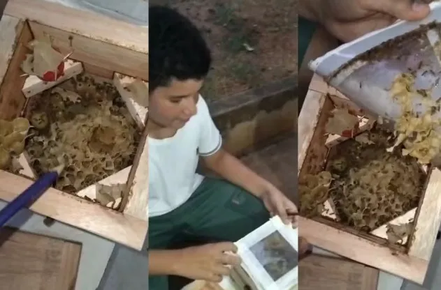 Abelhas sem ferrão ganham espaço como “pets ecológicos” e ajudam na conservação da natureza