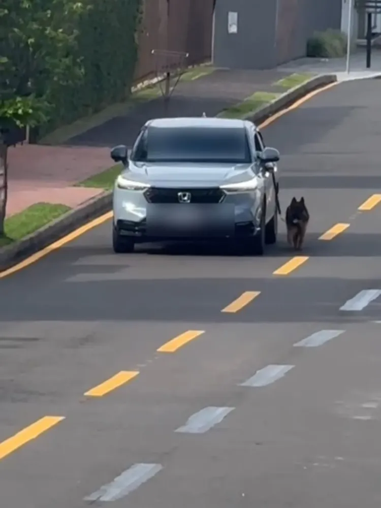 Motorista é investigado após ser flagrado conduzindo carro com cachorro preso do lado de fora em Ponta Grossa