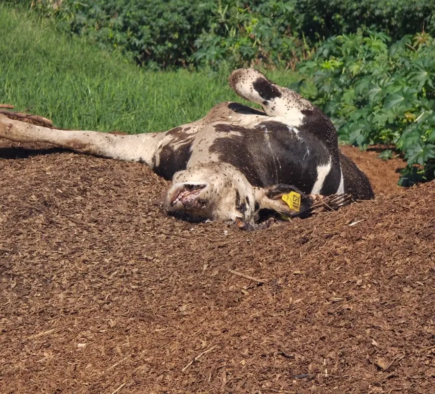 Situação alarmante: fiscalização encontra animais mortos e descarte irregular em propriedade rural