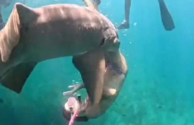 Imagens inéditas revelam de frente o ataque de tubarão que feriu advogada durante mergulho em Noronha