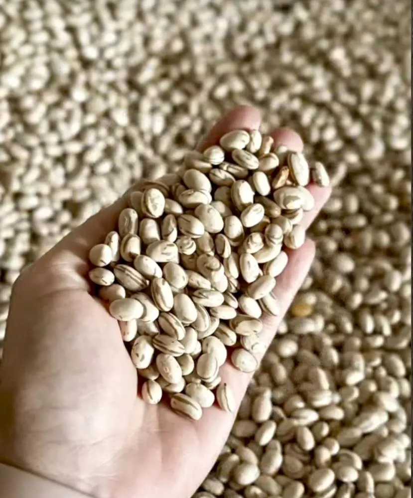 De São João do Ivaí para todo o Paraná: Copragel cresce, conquista mercados e se destaca pela qualidade dos seus alimentos