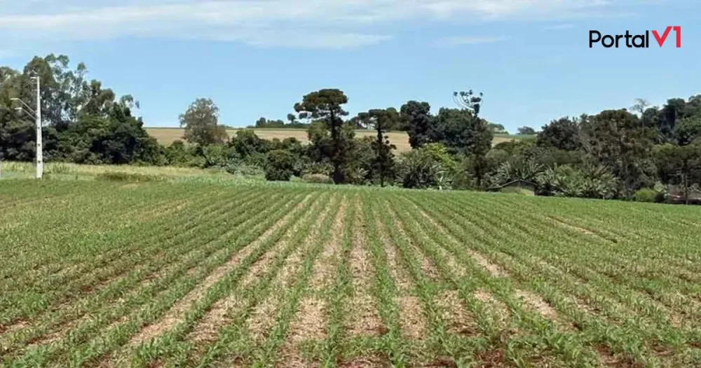 Milho safrinha cresce 11,5% na região de Ivaiporã e deve alcançar 122 mil hectares