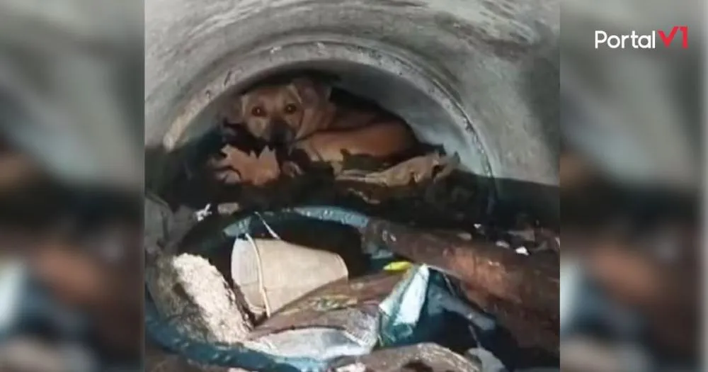Cadela dá à luz em bueiro e é resgatada após três dias em Apucarana