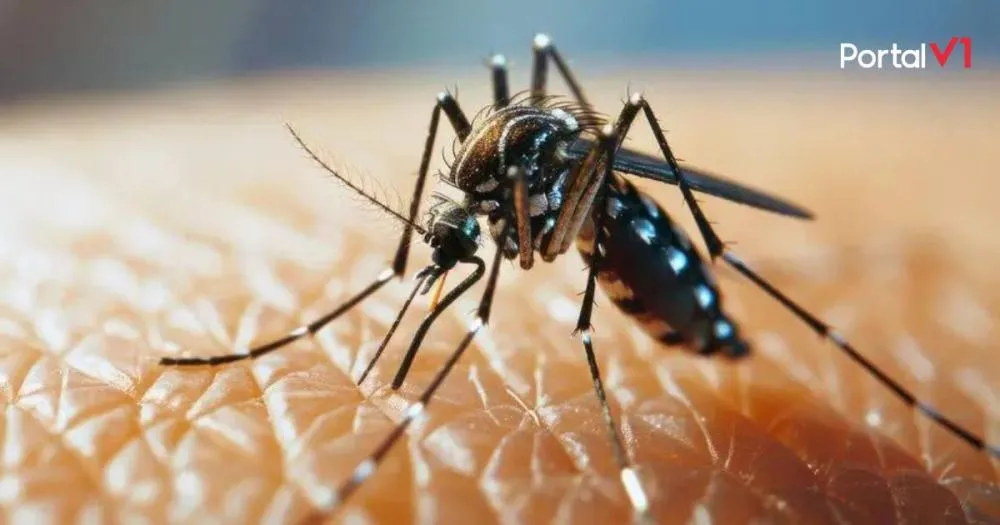 Paraná registra 2.572 novos casos de dengue e seis mortes