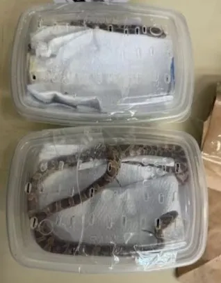 Flagrante nos Correios: três serpentes vivas são encontradas dentro de encomendas e caso mobiliza autoridades no Paraná