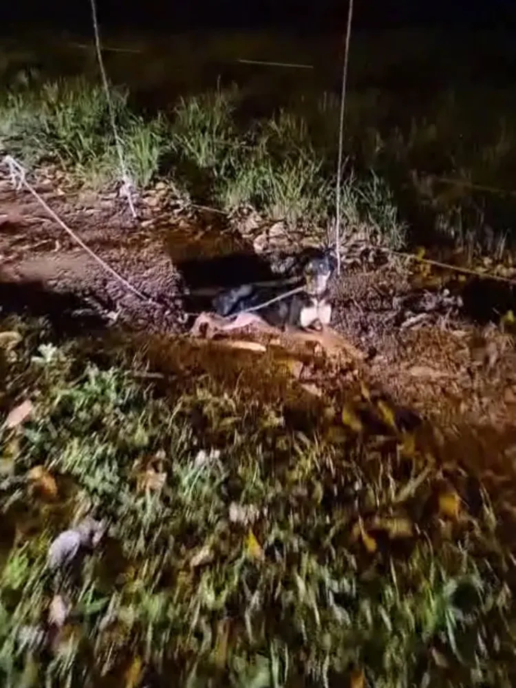 Cadela é abandonada amarrada em frente a abrigo durante noite de frio intenso; câmeras flagraram toda a ação