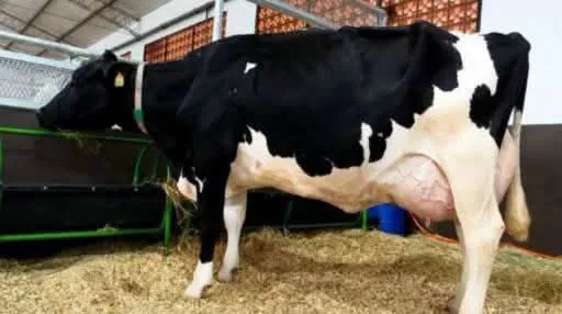 Vaca bate recorde histórico e produz 108,7 litros de leite em apenas 24 horas durante feira no Paraguai