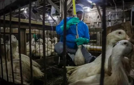 Lula sanciona lei que proíbe produção e venda de foie gras no Brasil e decisão repercute dentro e fora do país