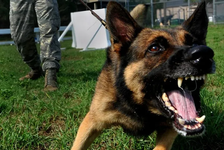 Cão é abatido pela PM após atacar outro animal e avançar contra policiais em Faxinal