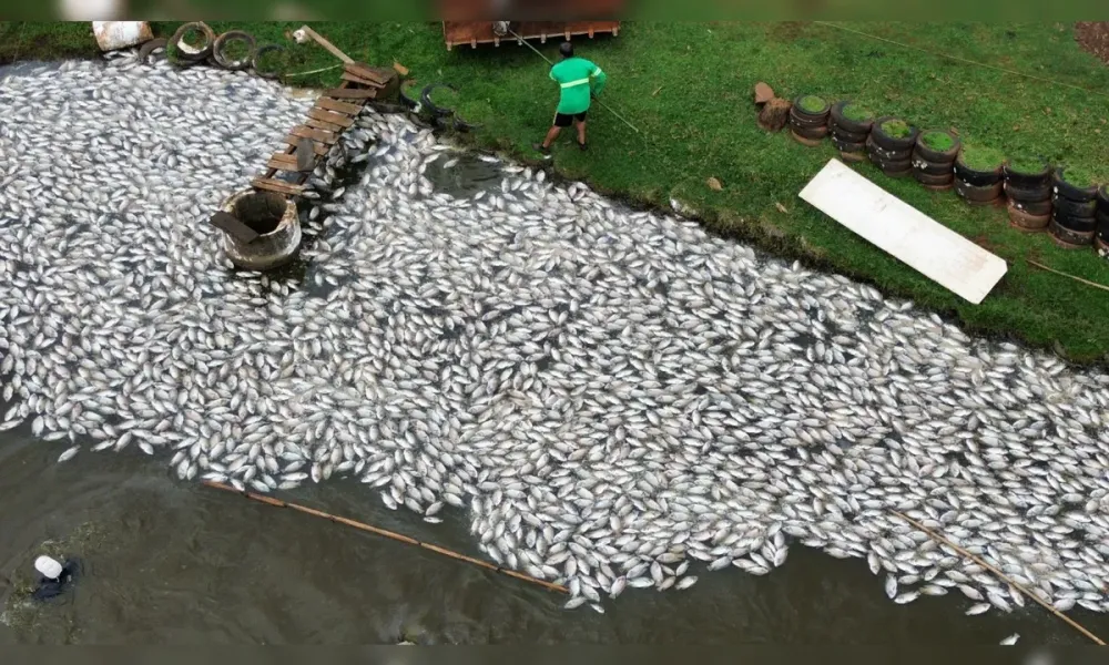 Mais Fish perde até 400 mil peixes após 23 horas sem energia em São João do Ivaí