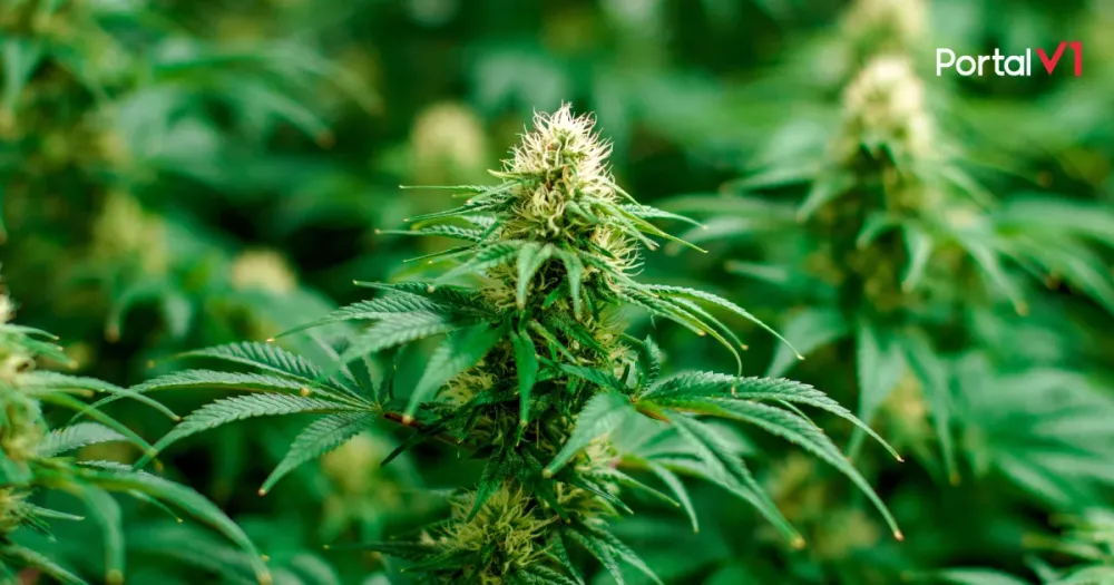 Polícia apreende pés de maconha em residência no Parque Bela Vista, em Apucarana