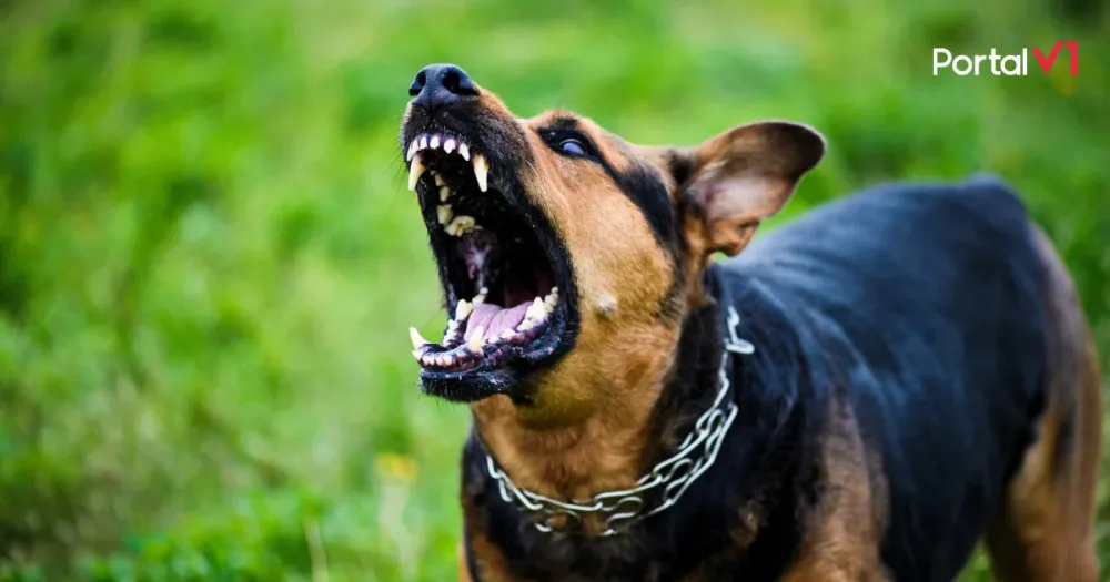 Mulher de 79 anos sofre ataque violento de cães em Jandaia do Sul