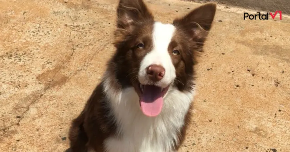 Cachorro desaparece em São Pedro do Ivaí; família busca ajuda