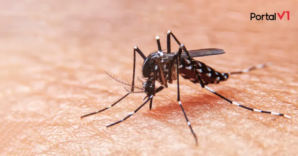 Casos de dengue continuam em alta no Paraná e número de mortes chega a 27